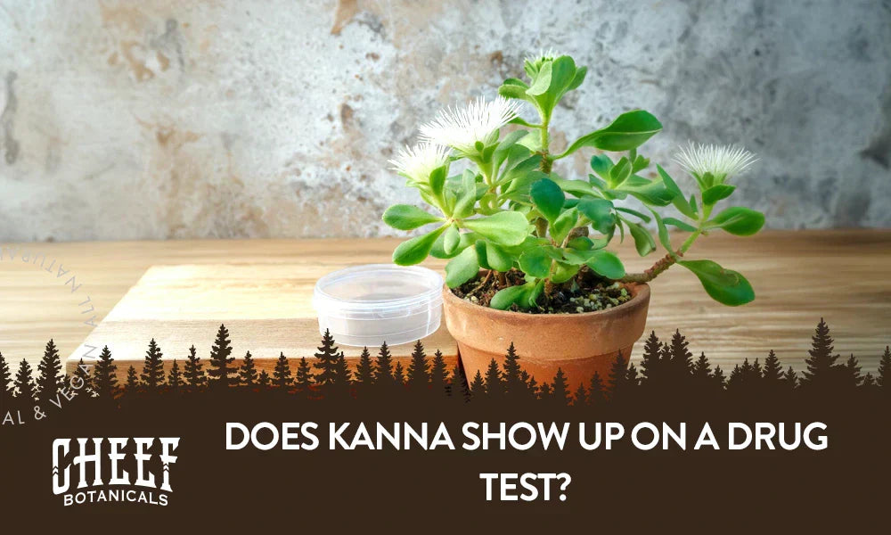 A kanna plant sitting next to a round plastic container.