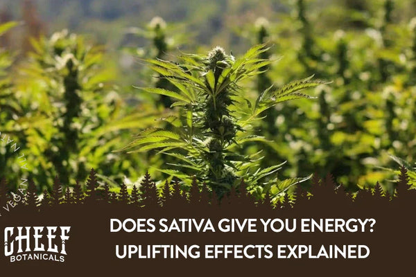 Does Sativa Give You Energy? Uplifting Effects Explained