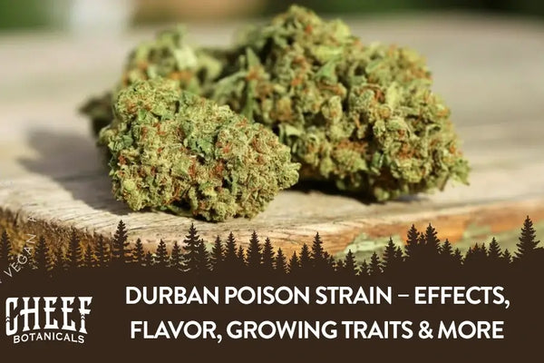 Durban Poison Strain – Effects, Flavor, Growing Traits & More