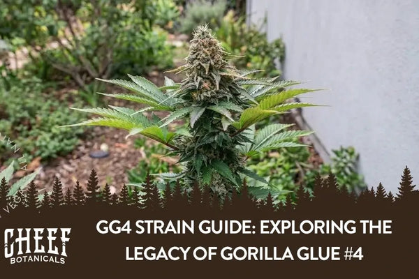GG4 Strain Guide: Exploring the Legacy of Gorilla Glue #4