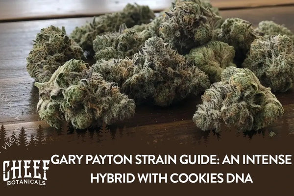 Gary Payton Strain Guide: An Intense Hybrid with Cookies DNA