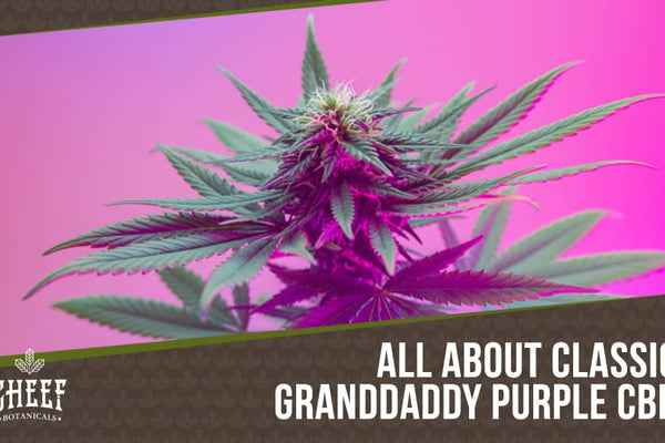 Granddaddy Purple CBD — Your Fruity, Classic Favorite!