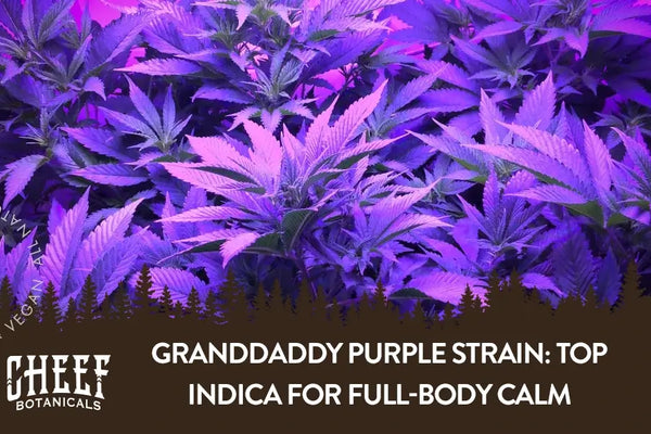 Granddaddy Purple Strain: Top Indica for Full-Body Calm