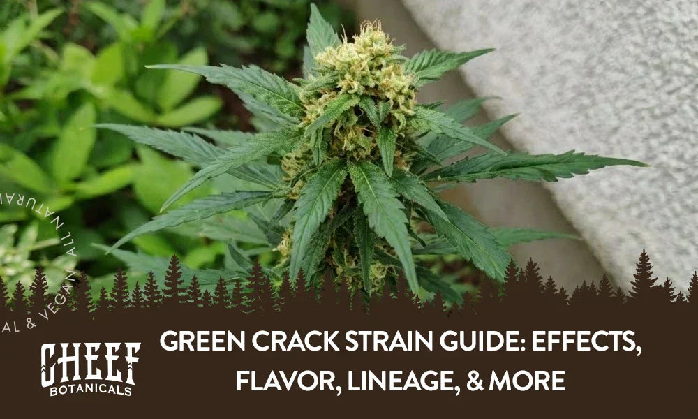 A Green Crack cannabis plant growing outside.