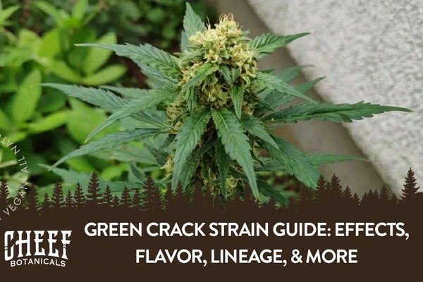 Green Crack Strain Guide: Effects, Flavor, Lineage, & More