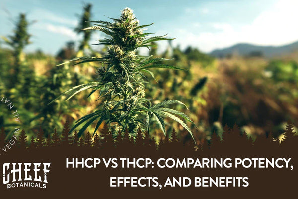 HHCP vs THCP: Comparing Potency, Effects, and Benefits