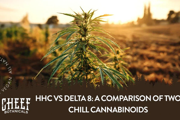 HHC vs Delta 8: A Comparison of Two Chill Cannabinoids