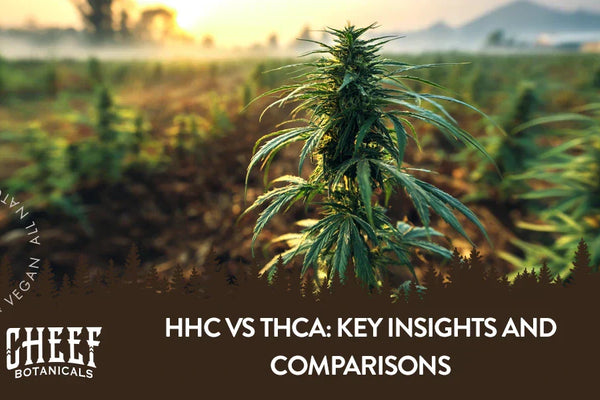 HHC vs THCa: Key Insights and Comparisons