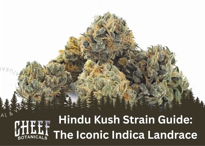 Hindu Kush Strain featured blog image by Cheef Botanicals. Shows a pile of Hindu Kush buds with a white background.