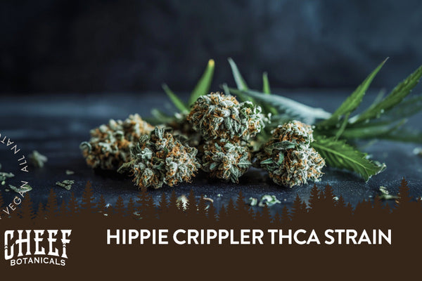 Hippie Crippler THCa Strain [A Laid-Back Legend]