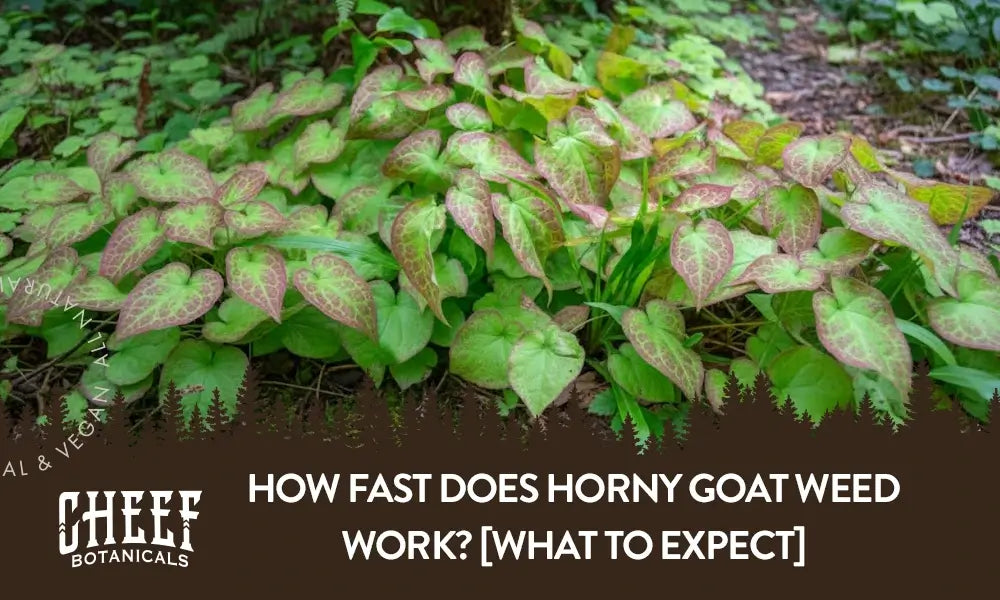 How Fast Does Horny Goat Weed Work? [What To Expect]