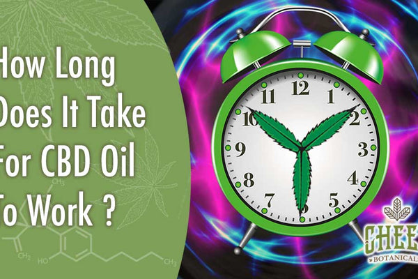 How Long Does It Take For CBD Oil to Work?