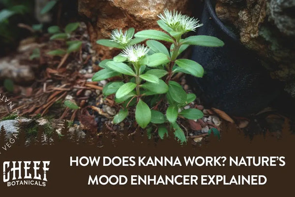 How Does Kanna Work? Nature’s Mood Enhancer Explained