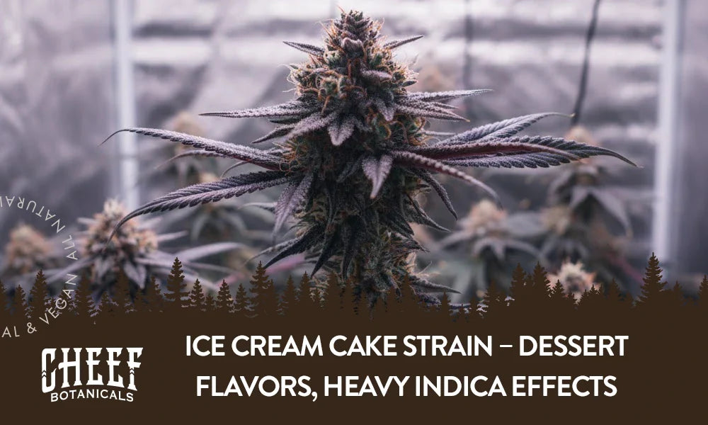 An Ice Cream Cake cannabis plant growing indoors.