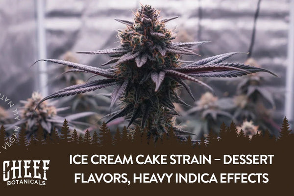 Ice Cream Cake Strain – Dessert Flavors, Heavy Indica Effects