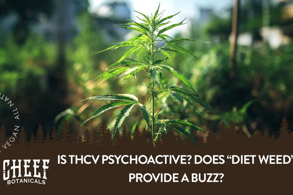 Is THCV Psychoactive? Does “Diet Weed” Provide a Buzz?