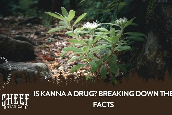 Is Kanna a Drug? Breaking Down the Facts