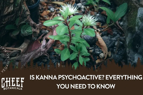Is Kanna Psychoactive? Everything You Need to Know