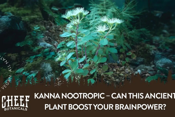 Kanna Nootropic – Can This Ancient Plant Boost Your Brainpower?