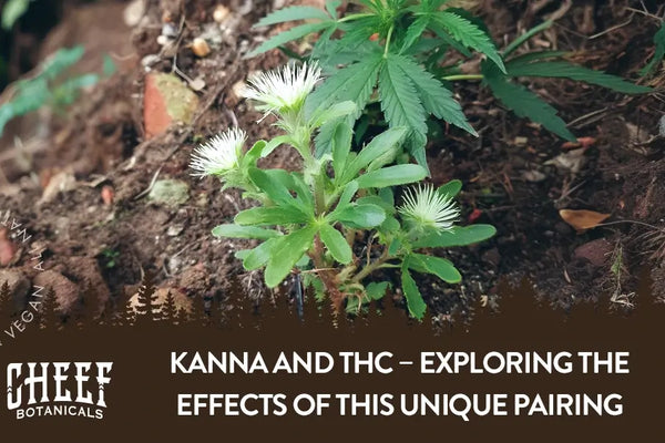 Kanna and THC – Exploring the Effects of This Unique Pairing