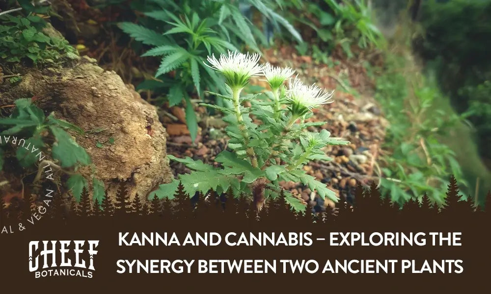 A kanna and cannabis plant growing outside next to each other.
