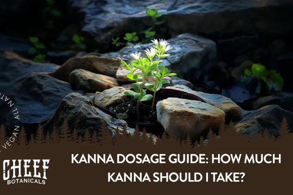Kanna Dosage Guide: How Much Kanna Should I Take?