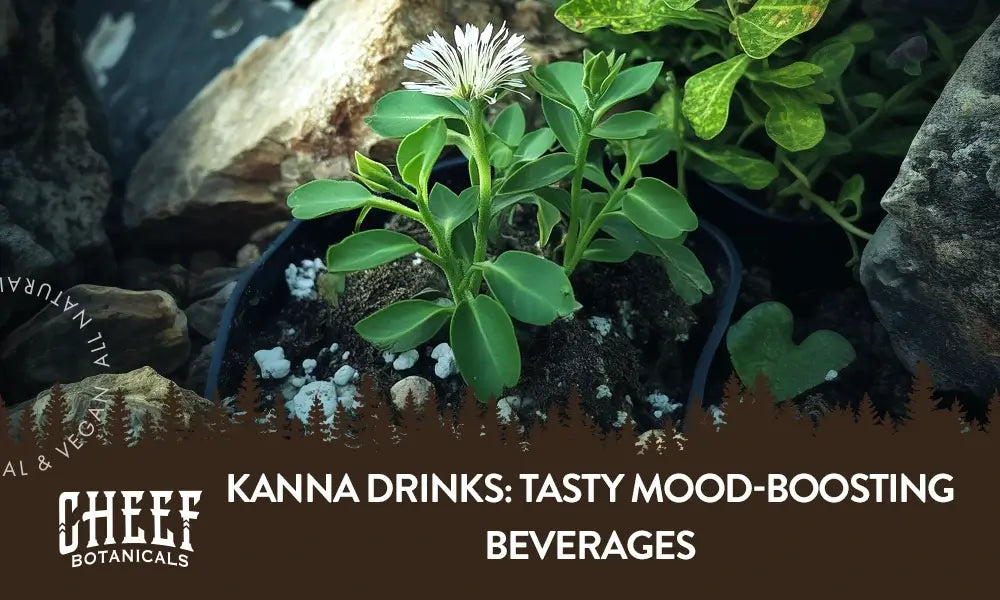 A kanna plant growing outside with the title "Kanna drinks".