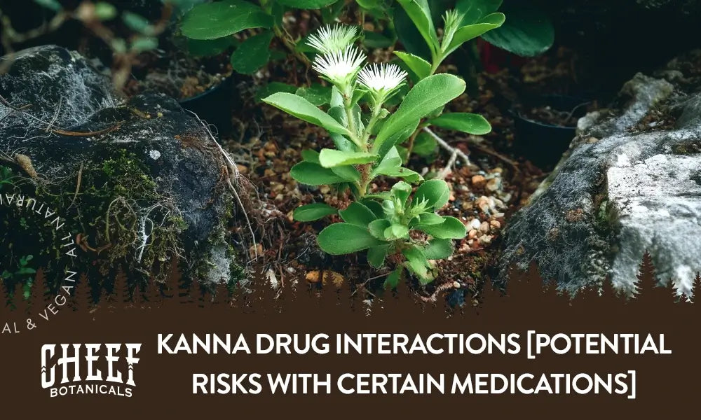 A kanna plant growing outside with the title "Kanna drug interactions".