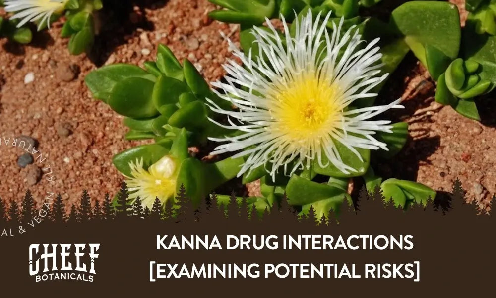 A kanna plant growing naturally outside with the title "Kanna drug interactions".