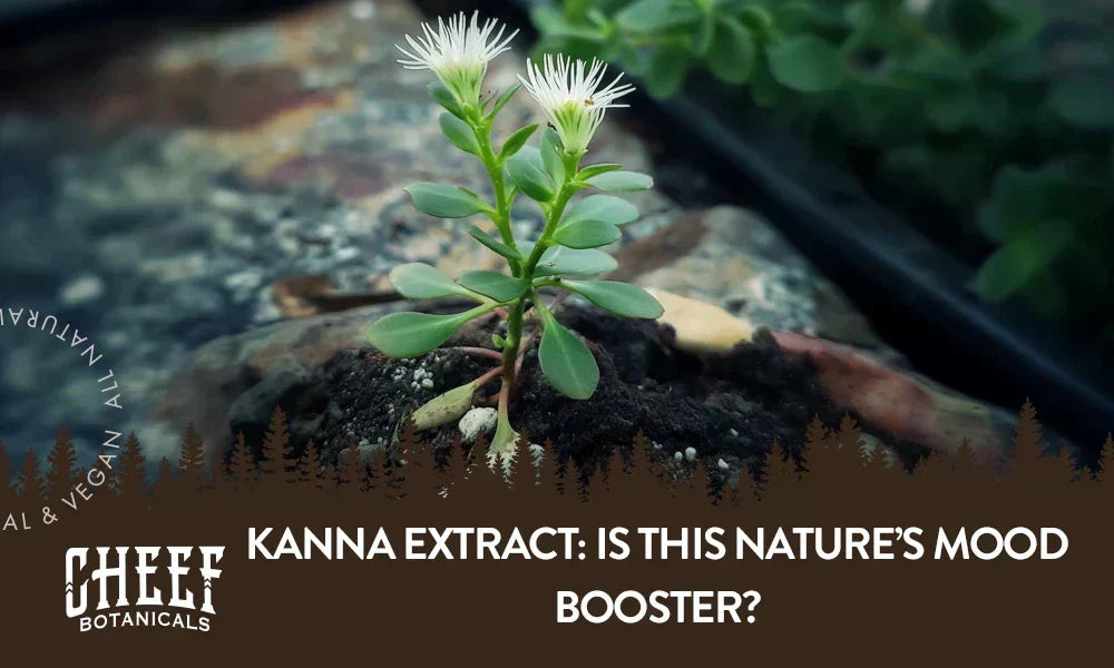 A kanna plant growing outside with the title "Kanna extract".