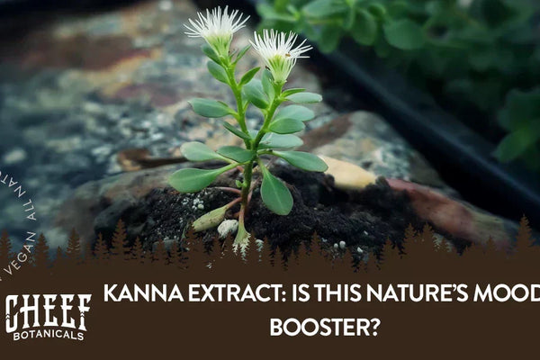 Kanna Extract: Is This Nature’s Mood Booster?