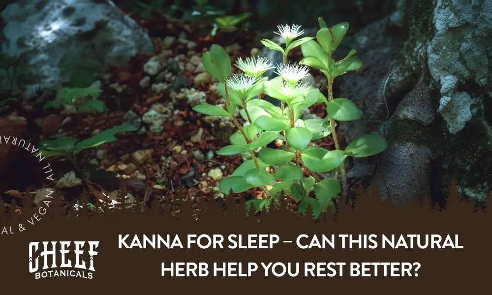 A kanna plant growing outside with the title "Kanna for sleep".
