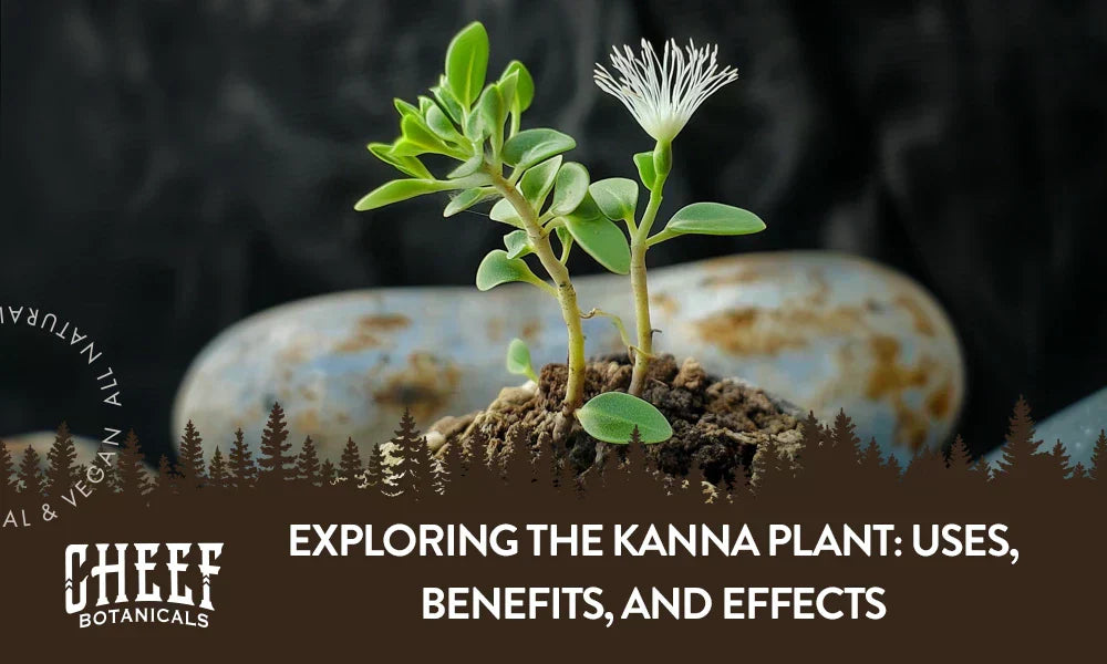 A kanna plant growing naturally in a mound of dirt.