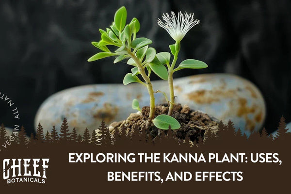 Exploring the Kanna Plant: Uses, Benefits, and Effects