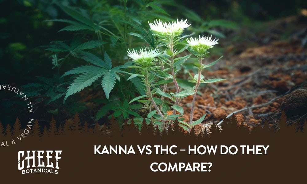 A kanna plant and a cannabis plant growing outside next to each other with the title "Kanna vs THC".