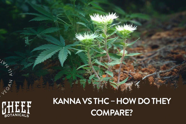 Kanna vs THC – How Do They Compare?