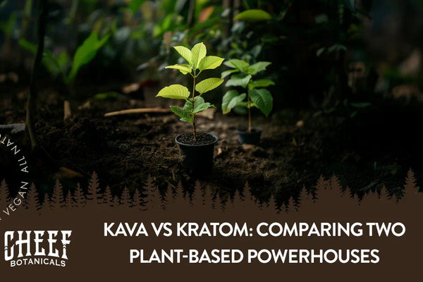 Kava vs Kratom: Comparing Two Plant-Based Powerhouses
