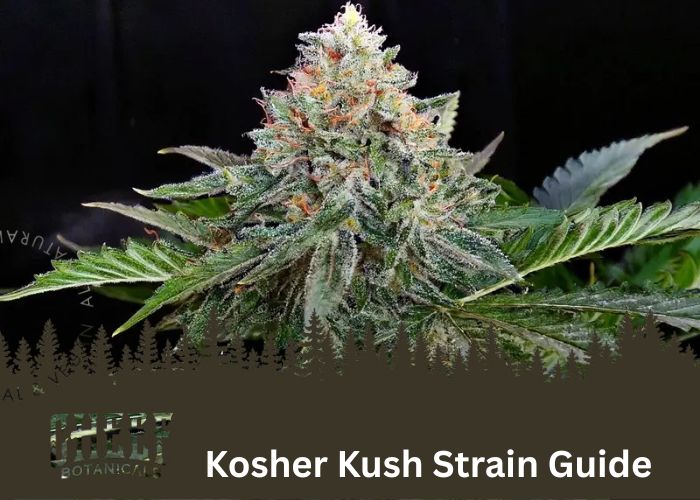 Kosher Kush Strain Guide Featured Blog Image by Cheef Botanicals. Shows a mature Kosher Kush bud growing on the plant with a black background.