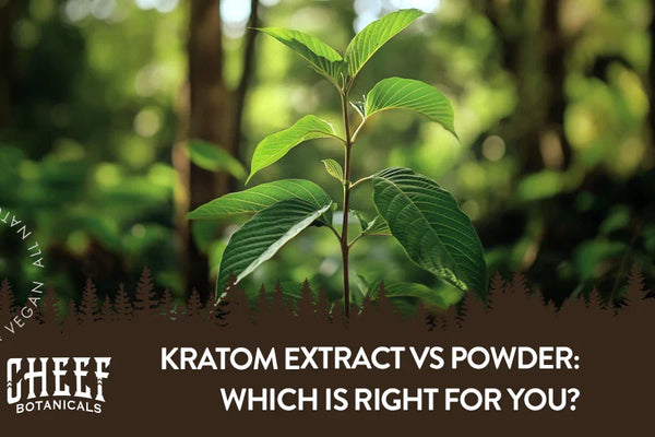 Kratom Extract vs Powder: Which Is Right for You?