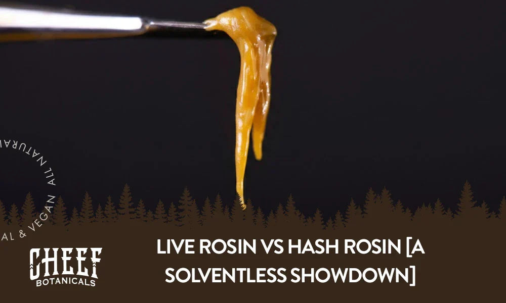 A glob of live rosin sitting on a dab tool with the title "Live rosin vs Hash rosin".