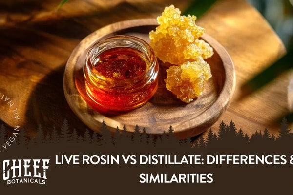 Live Rosin vs Distillate: Differences & Similarities