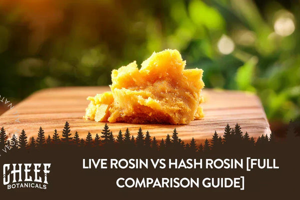 Live Rosin vs Hash Rosin [A Solventless Concentrate Comparison]