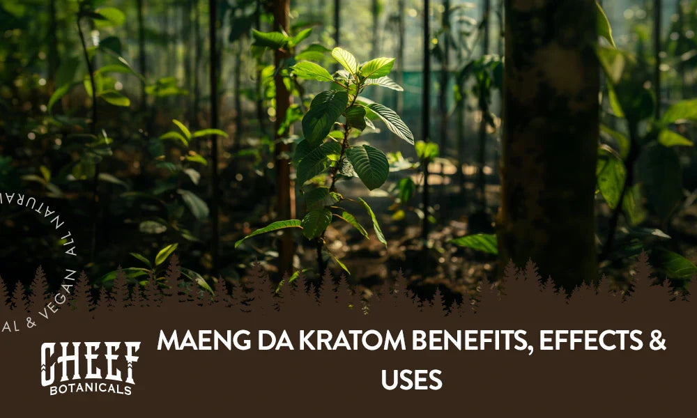 A Maeng da Kratom plant growing naturally outside.