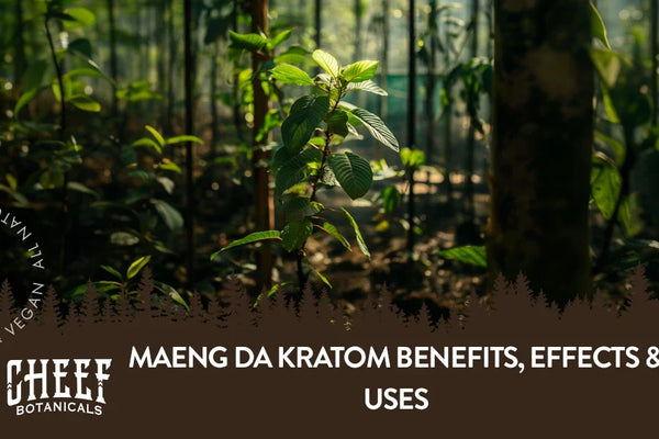 Maeng Da Kratom Benefits, Effects & Uses