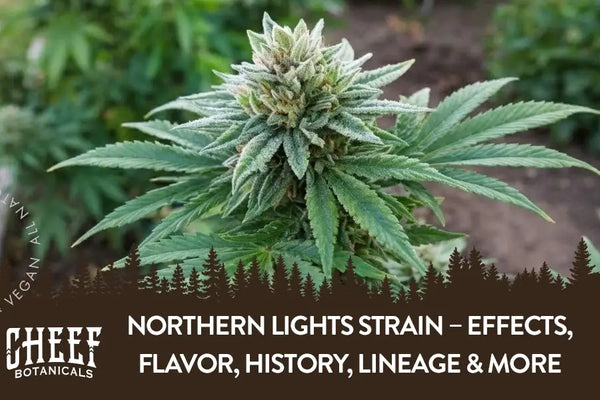 Northern Lights Strain – Effects, Flavor, History, Lineage & More