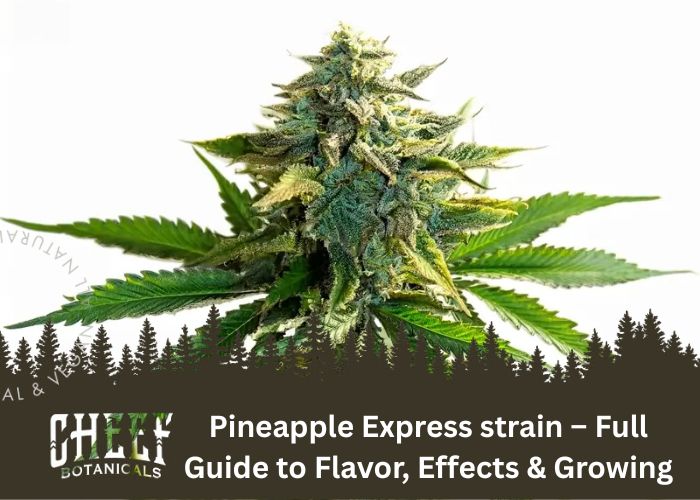 Pineapple Express Strain featured blog image by Cheef Botanicals. Shows a main cola bud growing on a Pineapple Express plant.