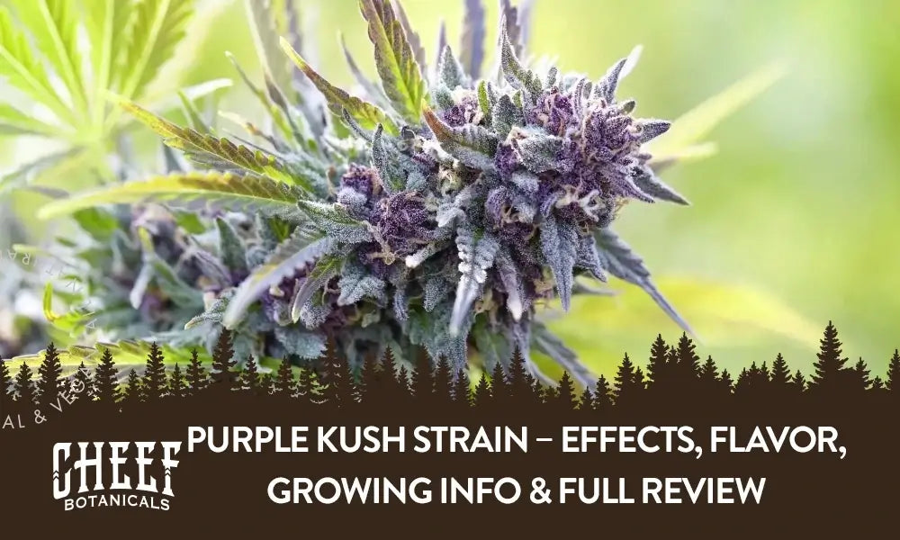 A Purple Kush cannabis plant growing outside.