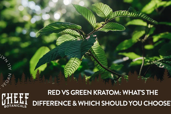 Red vs Green Kratom: What’s the Difference & Which Should You Choose?