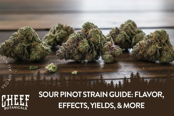 Sour Pinot Strain Guide: Flavor, Effects, Yields, & More