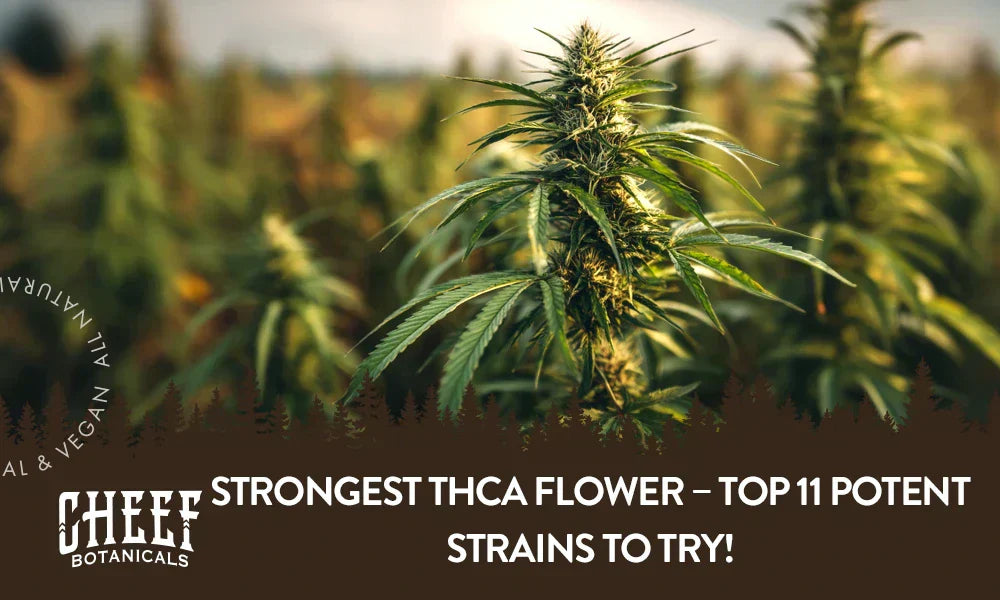 A THCa plant growing naturally outside with the title "Strongest THCa flower". Featured blog image by Cheef Botanicals.